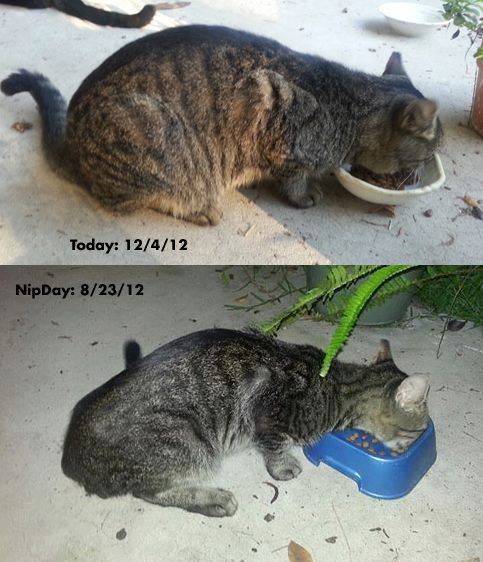 two shots of cats dated several months apart with one being very skinny and the other much healthier looking