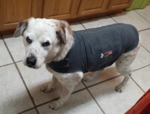 a white dog is wearing a grey jacket looking worried
