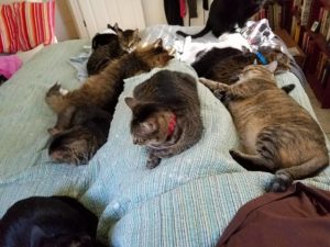 eleven cats are sprawled sleeping on a bed