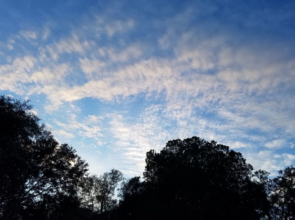an evening shot of dark trees and a brilliant blue sky with wispy clouds shading slightly to sunset pink