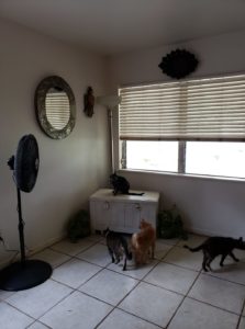 photo of the side of a tiled room with a fan and a trunk and several cats looking at the empty space