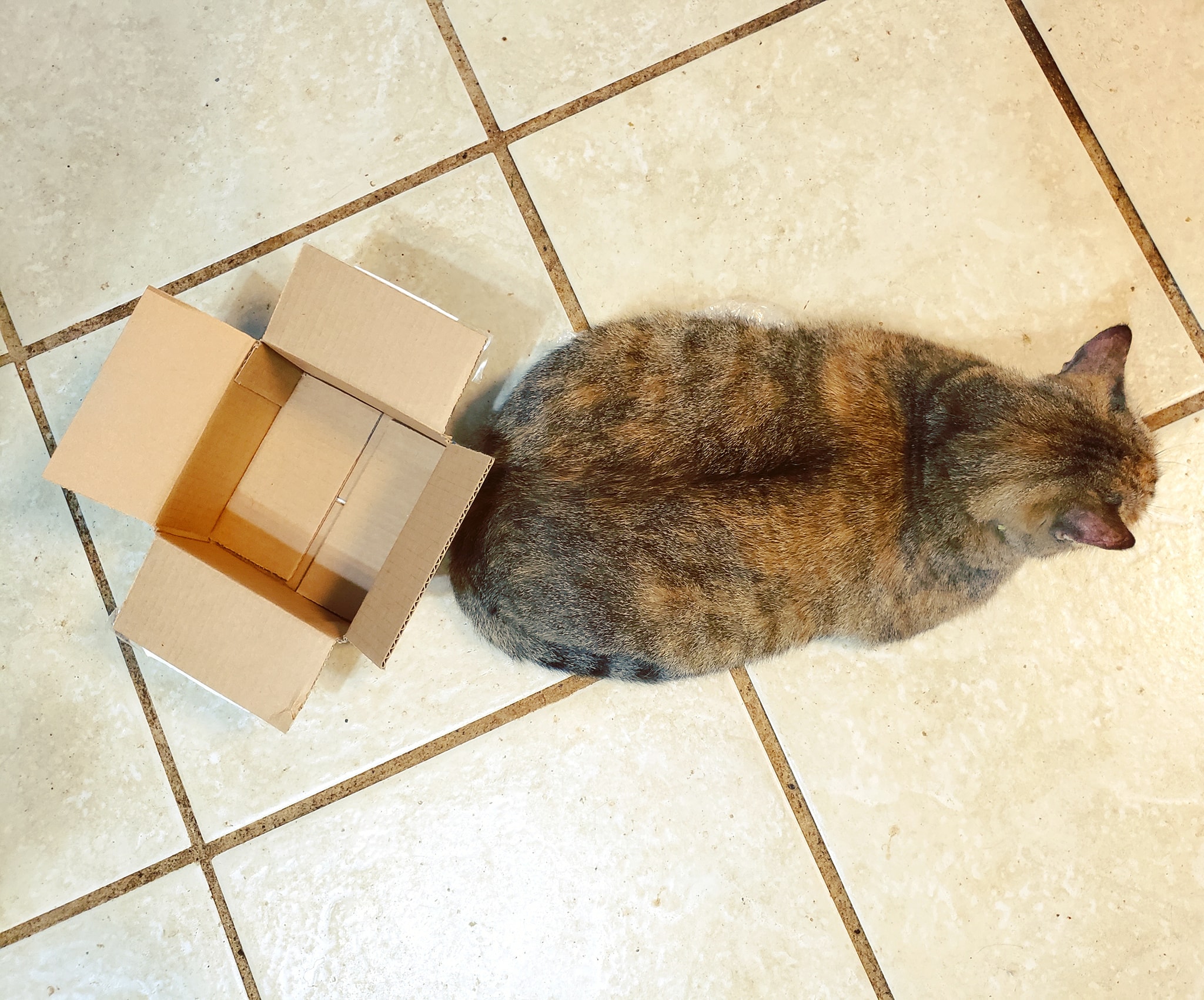 a large fuzzy cat is sitting like a loaf next to a tiny cardboard box that is less than half her size
