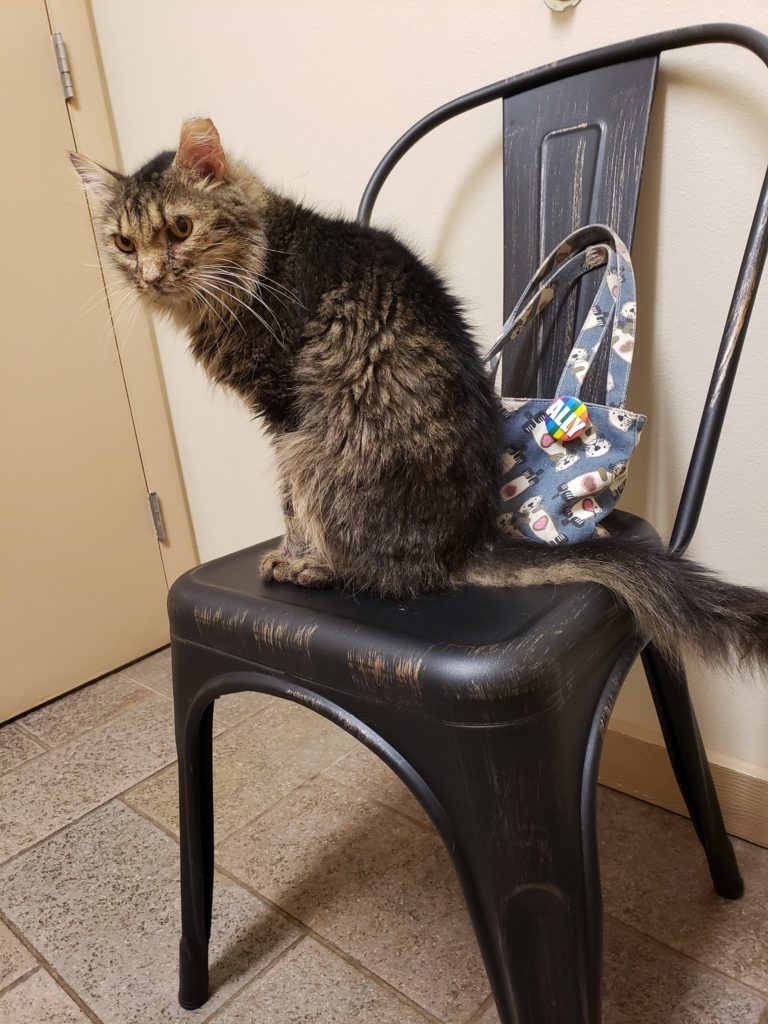 a metal chair with an elderly looking fluffy cat sitting on it