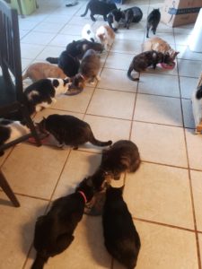 eighteen cats are spread out on a tile floor eating from multiple bowls