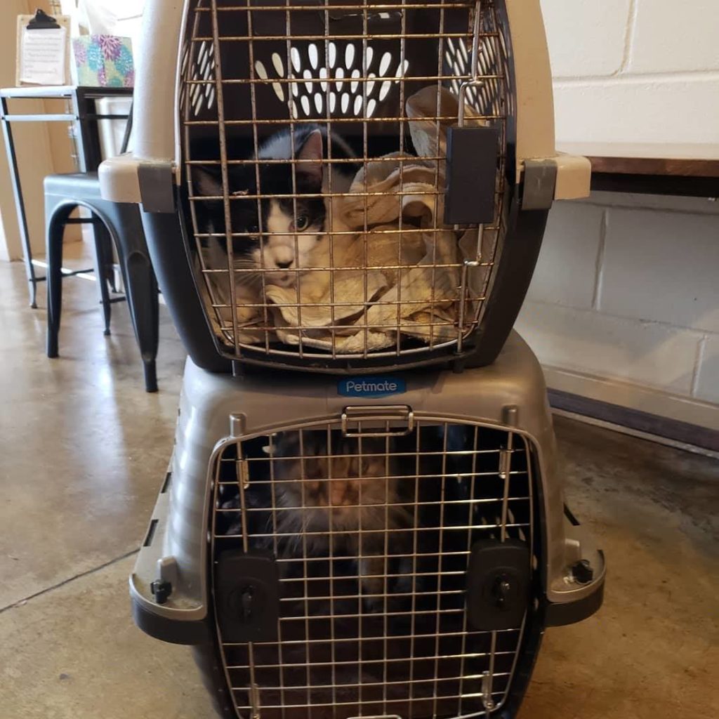 two cat carriers stacked up and blurry cat faces looking through the metal grate of each