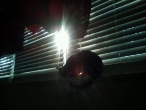 bright sunlight slips through the cracks in blinds showing the outline of a cat