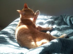 an orange cat with a stubby tail has a bath in sunlight