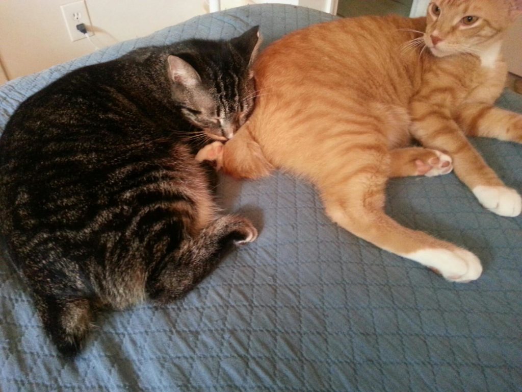 two cats with stubby tails are cuddled up