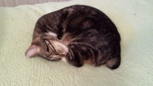 a small cat with a stumpy tail is curled up asleep
