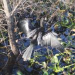 a black bird sits on a branch over weed filled water with its wings outstretched as if drying them