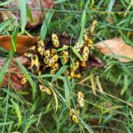 a cluster of yellow insects with black stripes on a branch in the middle of long grasses