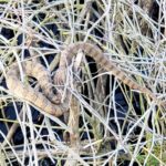 a brown snake is moving across a thicket of twigs the same color as its markings