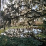 a very large oak tree is festooned with spanish moss and its branches are reflected in the water in a pond beneath ig
