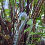 close up of the fuzzy head of a new fern stalk