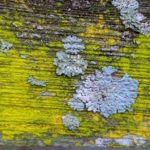 close up of white lichen against a yellow wood surface