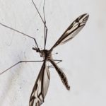 close of up of an insect with long legs and lobed wings