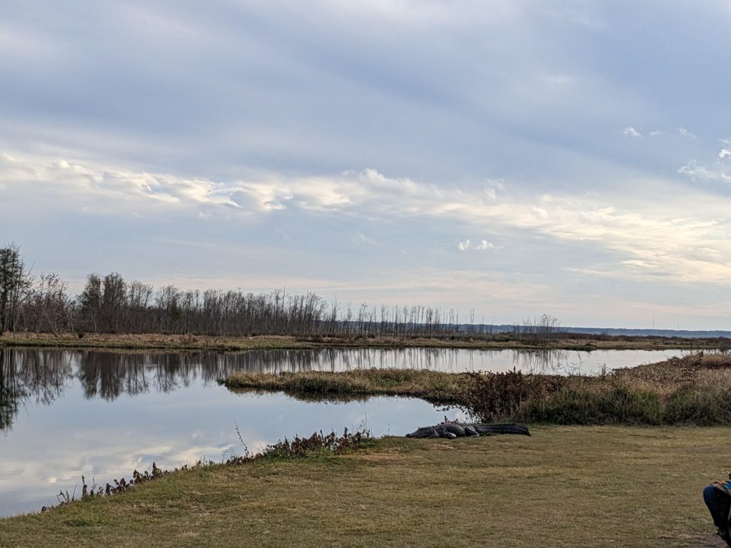 a long lake under a cloudy sky with a large alligator sitting on the shore
