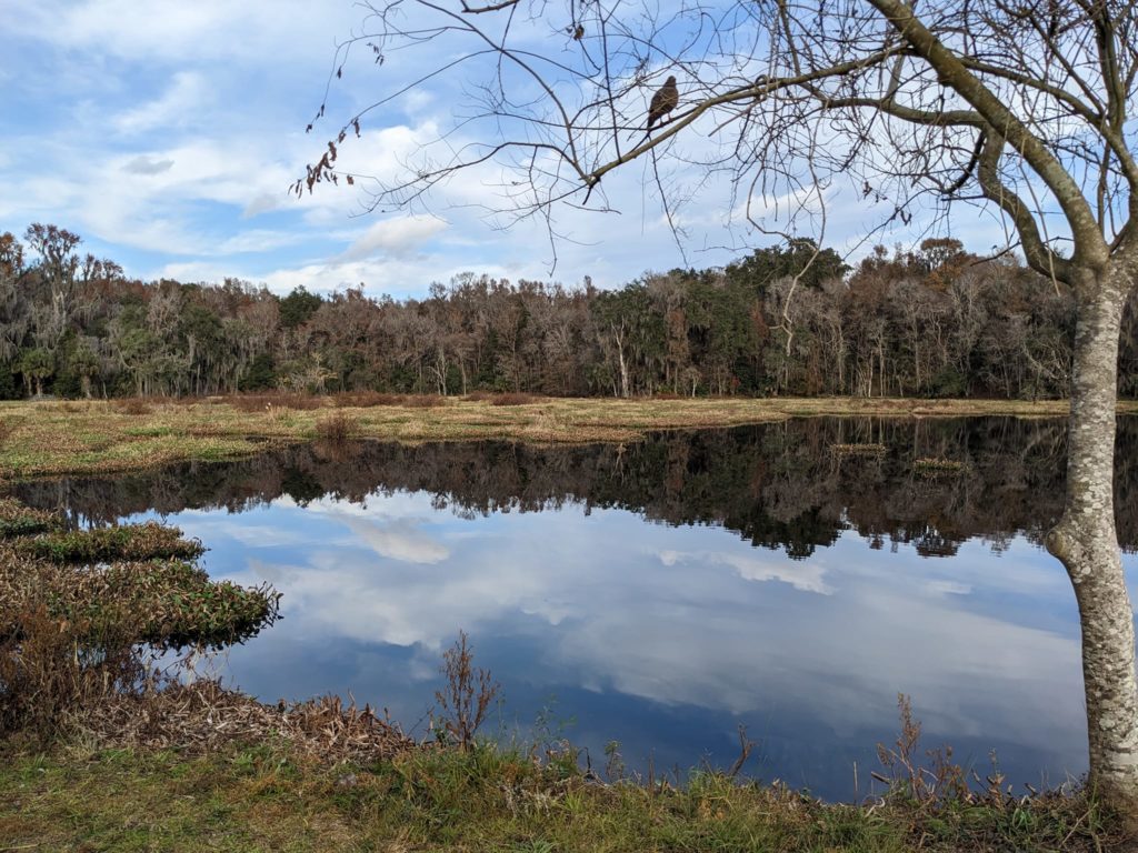 a wide irregular lake reflecting the sky and a forest in the distance