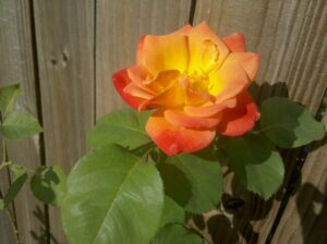 a brightly colored rose is blooming against a wooden fence