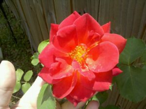 a small red rose held with fingers looks like it's been open a while and might drop its petals soon 