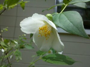 the delicate bel of a white flower is bent downward catching light on its fragile white petals