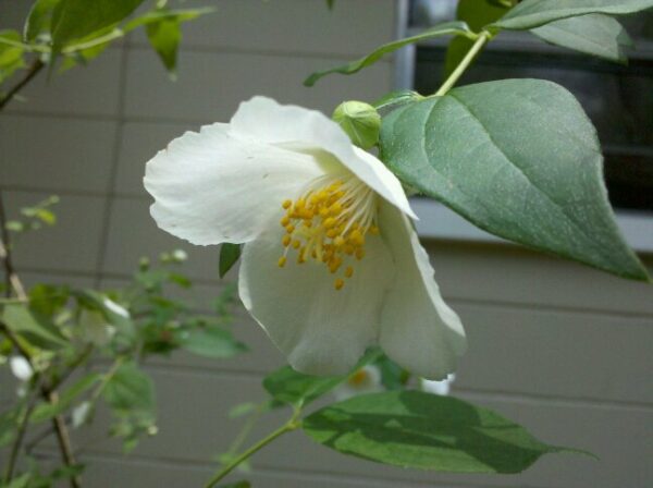 the delicate bel of a white flower is bent downward catching light on its fragile white petals