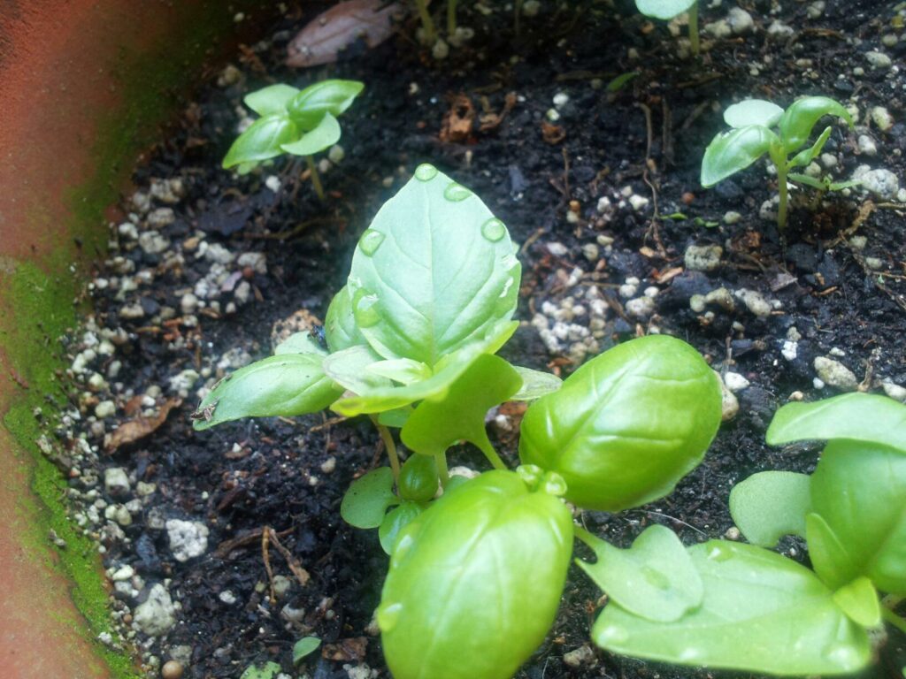 several large green spouts are popped up from dark soil in a pot