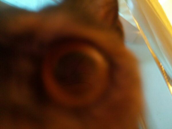 a black cat has gotten very close to the camera so all we can see is its eye close and blurry