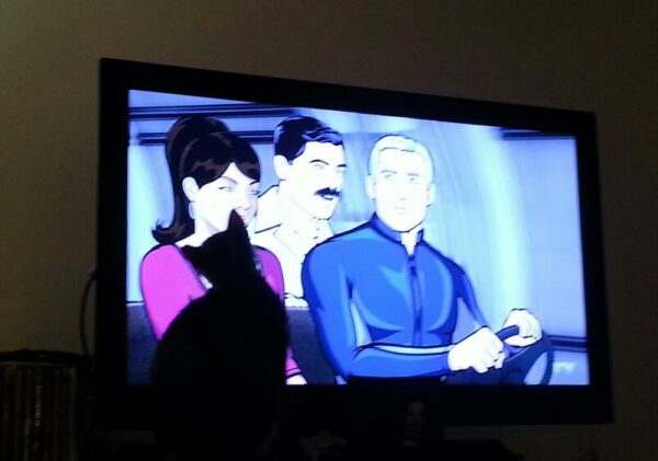 a cat sits in front of a bright tv showing animated people