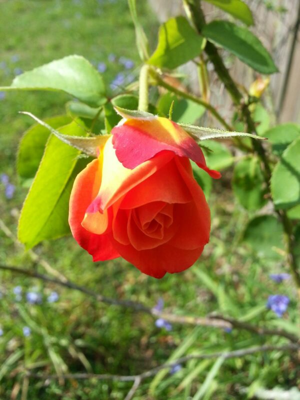 close up of a partially open rose