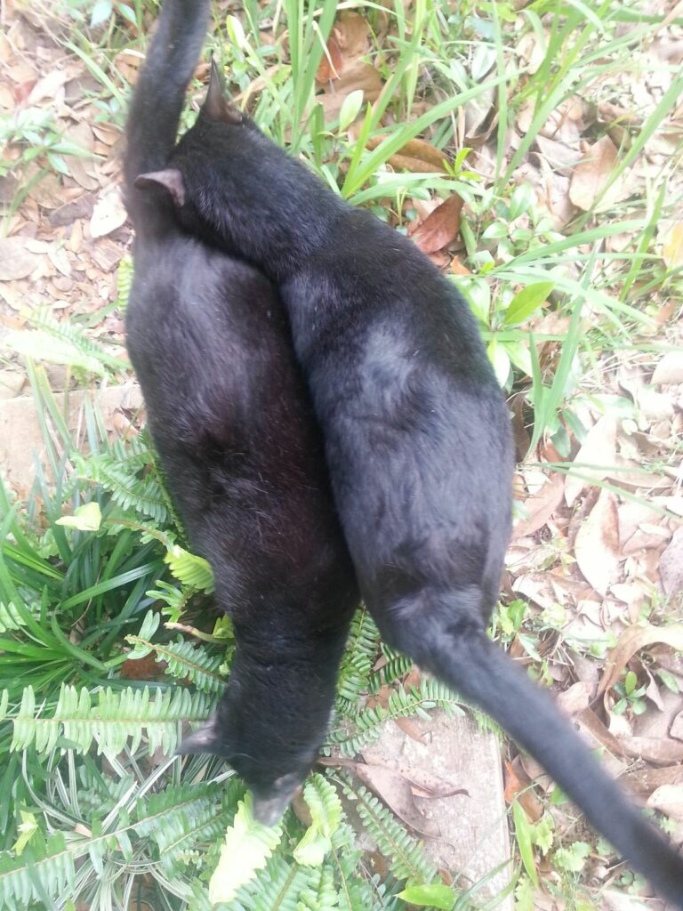 two black cats rubbing against each other seen from above