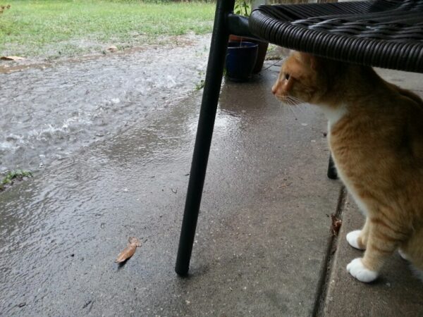 a cat sits under a chair and watches rain off the end of the patio