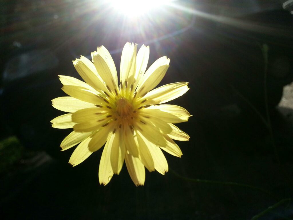 the burst of petals on a dandelion flower are back lit by bright sunlight