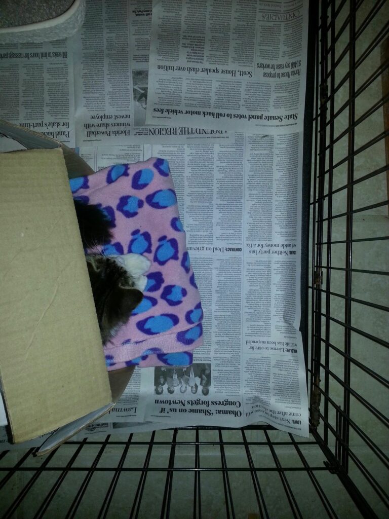 looking down at a pink blanket and a cat curled in a box in what looks like a big cage