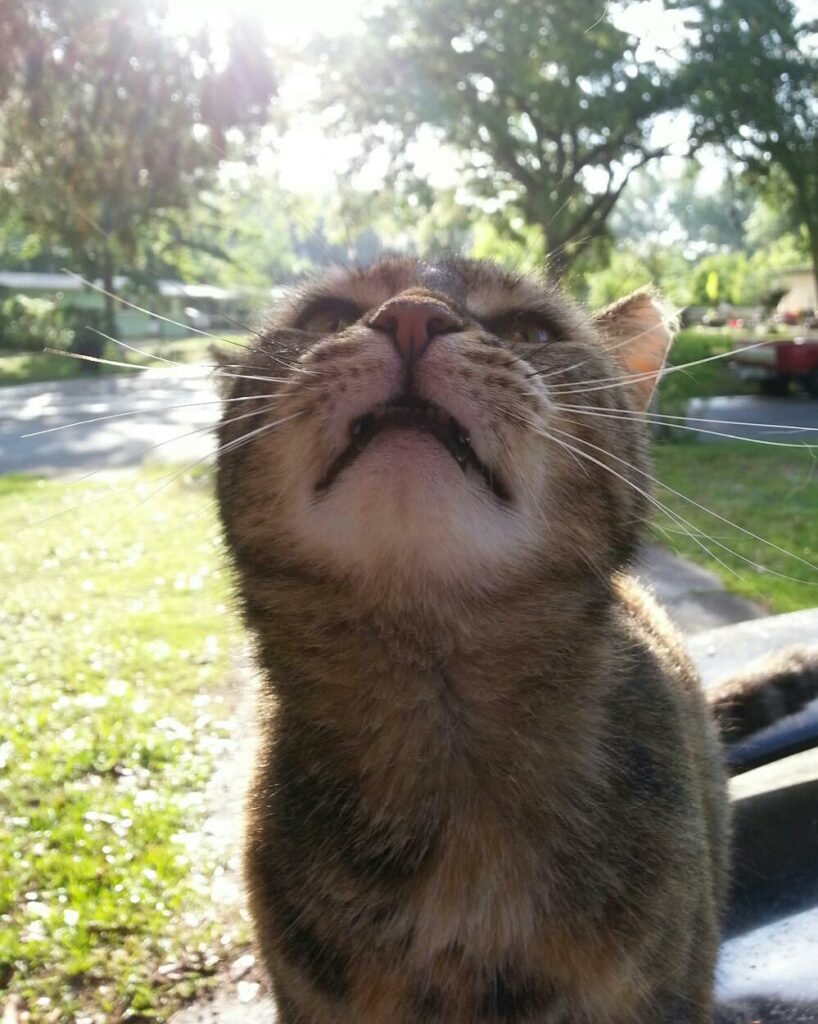 a cat is looking up in front of a camera, showing off its cute chin with a sunlit yard behind it