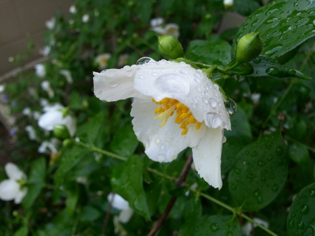 a downward hanging bell of a white flower is covered in water dropplets