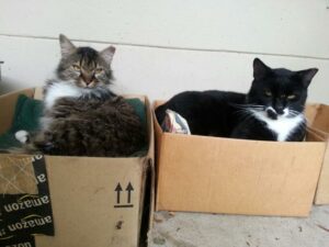 two cats are sitting cozy in cardboard shipping boxes
