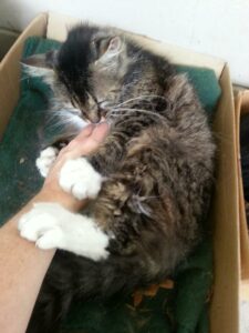 a large fluffy cat is curled around someone's are playfully kicking it