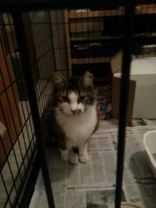 a fluffy cat is in a cage with food and a box