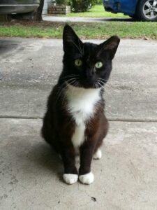 a black and qhite tuxedo cat is sitting attentively on a driveway