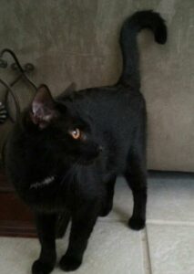 a black cat is looking off camera with its tailed raised curiously