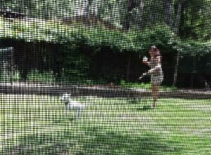 a person throws balls for several small dogs on a sunny lawn