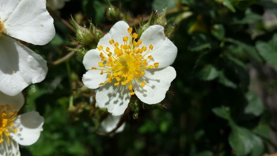 a small white flower has an elaborate yellow center fluff