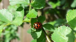 a ladybug is mostly hidden in a thick growth of leaves