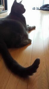 a dark gray cat sits on a wood floor looking regal