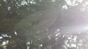 a delicately spun spider web is catching the slanting sunlight
