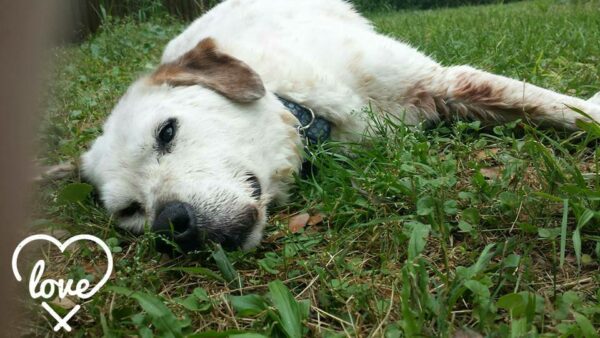 a white and brown dog is laying in the grass