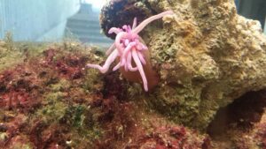 some time of pink anemone on rocks in a large aquarium