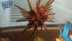 a complicated sea urchin climbs the side of an aquarium glass wall