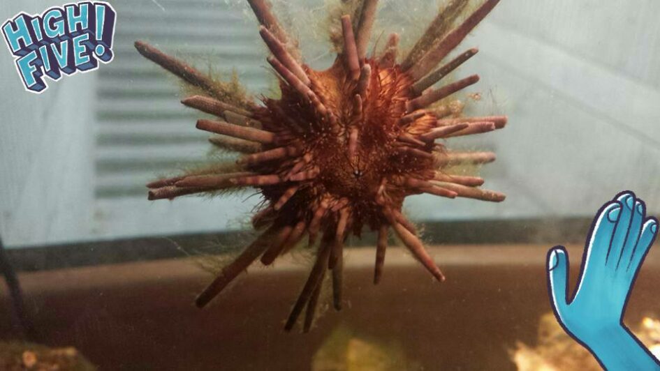 a complicated sea urchin climbs the side of an aquarium glass wall